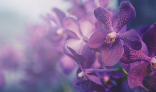 蝴蝶兰施肥用什么肥料（蝴蝶兰应该施什么肥料）