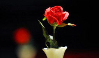 月季施什么肥长得壮（月季用什么肥壮枝）