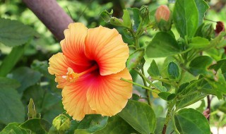 木槿花如何施肥那种肥料最好 木槿施什么肥好