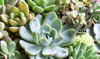 多肉植物用什么肥料复合肥可以吗 多肉植物可以施复合肥吗?