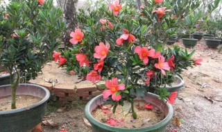 四季杜鹃茶花施什么肥料 四季杜鹃红山茶用什么肥料