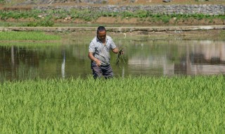 幼秧苗用什么肥料施肥 秧苗施什么肥料好?