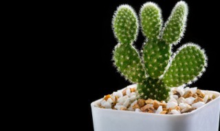 仙人掌怎样施肥施什么肥(仙人掌怎么施肥施什么肥)