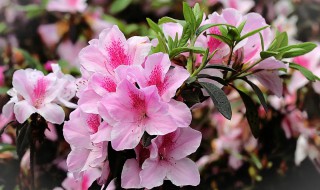 杜鹃花冬天能修剪枝条吗（杜鹃花什么时间修剪枝条）