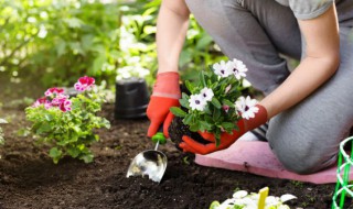 施肥是不是直接把肥料放在土上（为什么要给土壤施肥）