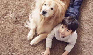 小孩子适合养什么宠物 小孩子适合养什么宠物狗