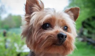 女生适合养什么狗狗（女孩适合养什么狗狗）