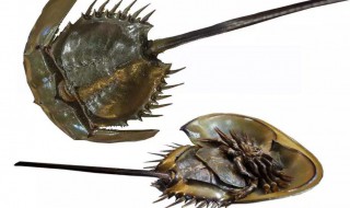 中华鲎是保护动物吗 中华鲎是不是保护动物