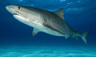 大白鲨是保护动物吗（大白鲨鱼是保护动物吗）