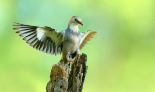 丝光椋鸟是保护动物吗 丝光椋鸟是什么鸟