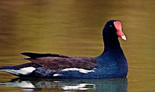 水鸡是国家保护动物吗(水鸡子是不是保护动物)