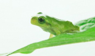 青蛙是国家保护动物吗 青蛙是国家保护动物吗?