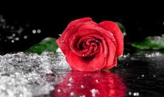 玫瑰种子怎么催芽 玫瑰种子怎么播种