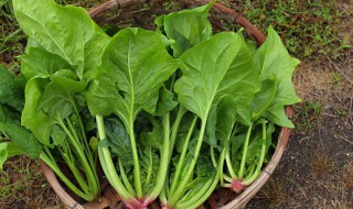 菠菜种子冰箱催芽方法（菠菜种子冷冻催芽）