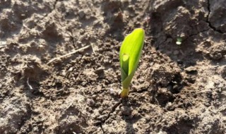 倒挂金钟种子怎么催芽（倒挂金钟种子催芽方法）