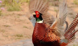 野鸡是国家保护动物吗(野鸡是国家保护动物吗?)