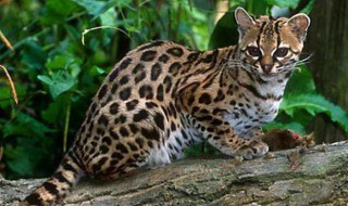 野生豹猫是保护动物吗 豹猫属于野生动物吗
