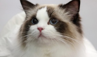 猫跑家里有什么预兆 家里有什么预兆