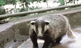 狗灌是保护动物吗 狗獾子是什么动物