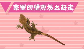 家里有壁虎需要赶走吗（家里有壁虎该怎样赶走,有什么办法）