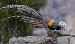 锦鸡是保护动物吗 锦鸡是不是鸟类动物