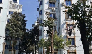 家里砍树有什么禁忌 砍树有什么忌讳