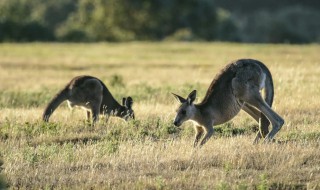 袋鼠是国家保护动物吗（袋鼠是国家保护动物吗是几级）