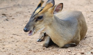 黄麂是保护动物吗(黄麂子是不是保护动物)