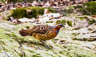 野生竹鸡是保护动物吗（竹鸡属于野生动物吗?）