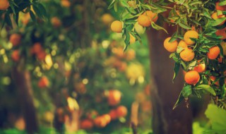 家里种树有什么讲究（家周围种树有何讲究）