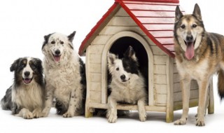 狗是保护动物吗(斑鬣狗是保护动物吗)