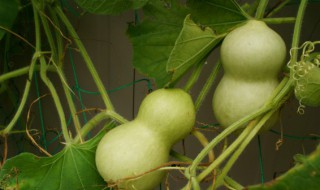 初学葫芦丝 胡芦丝怎么做好吃又嫩