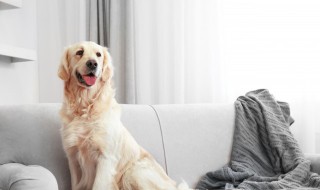 什么人不适合养狗（什么人不适合养狗风水）