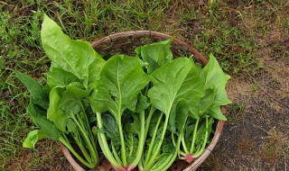 全麦凉拌菠菜的正宗做法 菠菜全麦面的做法