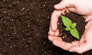 种子催芽什么时间最好（种子催芽几天能发芽）