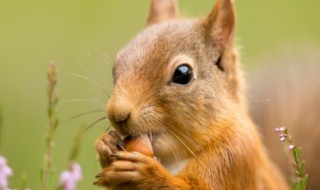 岩松鼠是保护动物吗（岩松鼠是不是保护动物）