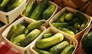黄瓜种子催芽方法（黄瓜种子怎样浸种催芽）