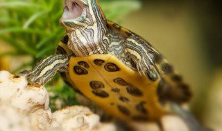 石金钱龟是保护动物吗 石金钱龟是保护动物吗可以养吗