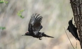 啄木鸟是国家保护动物吗 啄木鸟属于国家保护动物吗
