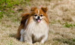 懒人适合养什么狗(懒人适合养什么狗狗)