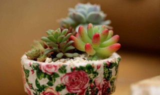 多肉怎么嫁接 多肉怎么嫁接视频