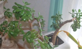 多肉玉树怎么养 多肉玉树的养殖方法和注意事项