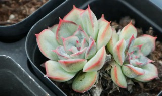 多肉肥料怎么做（怎样自制多肉肥料）