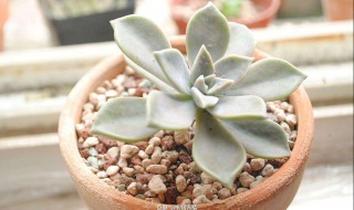 多肉怎么移植枝条（怎样移栽多肉?）