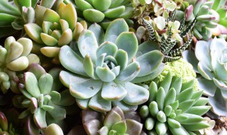 多肉张白色虫子怎么办（多肉上长白色虫子怎么办）