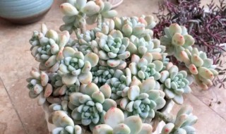 多肉劳尔怎么养能瀑盆 多肉劳尔怎么养爆盆