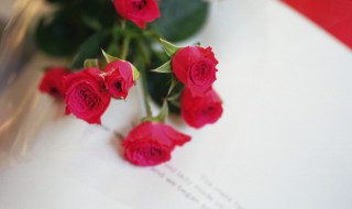 送老婆什么花比较好 送老婆花送什么花最好