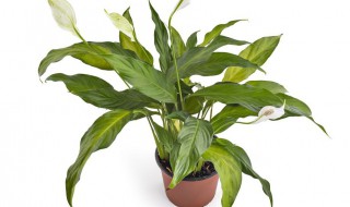 如何养好一帆风顺(养一帆风顺的技巧)