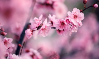 梅花一般几月份开花 梅花几月份开花几月份凋谢