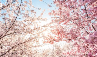 樱花一般在几月开放（樱花一般是几月开放）